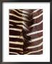 Zebra Skin Detail, Durban, Kwazulu-Natal, South Africa by Richard I'anson Limited Edition Print