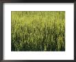 A Lush Patch Of Aquatic Grasses In A Marsh by Heather Perry Limited Edition Print