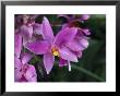 Cluster Of Purple Orchids Of The Spathoglottis Type by Tim Laman Limited Edition Pricing Art Print
