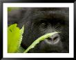 Mountain Gorilla (Gorilla Gorilla Beringei)Behind Green Leaves by Roy Toft Limited Edition Pricing Art Print