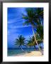 Palm Trees On Island Beach, Panama by Alfredo Maiquez Limited Edition Print