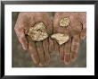 Three Gold Nuggets In A Miner's Hands, Serra Pelada, Amazon River Basin, Brazil by James P. Blair Limited Edition Print