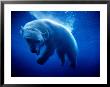 Polar Bear (Ursus Maritimus ) Underwater, U.S.A. by Mark Newman Limited Edition Print