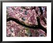 Cherry Blossom Tree In Bloom, Tokyo, Japan by Nancy & Steve Ross Limited Edition Pricing Art Print