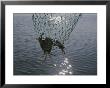 Two Blue Crabs Caught In A Net by Stacy Gold Limited Edition Print