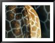 Close View Of A Reticulated Giraffes Hind Parts by Joel Sartore Limited Edition Print