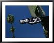 Looking Up At Sunset Boulevard Sign With Palm Tree In Background by Todd Gipstein Limited Edition Print