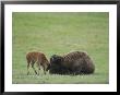 American Bison Calf Playfully Butts Heads With Mother by Norbert Rosing Limited Edition Print
