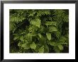 A Close View Of Ferns And Hellebore by Raymond Gehman Limited Edition Pricing Art Print