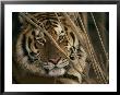 A Captive Tiger Shows A Formidable Expression by Roy Toft Limited Edition Print