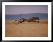 A Cheetah With Limbs Parallel To The Ground While In Full Sprint by Chris Johns Limited Edition Print