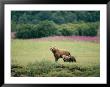 An Alaskan Brown Bear Keeps An Eye On Her Cubs by Roy Toft Limited Edition Pricing Art Print