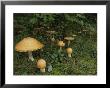 Forest Mushrooms Sprout Up On The Grassy Forest Floor by Michael S. Lewis Limited Edition Print