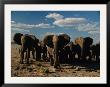 Herd Of African Elephants Moving Across The Plain by Beverly Joubert Limited Edition Pricing Art Print