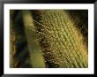 Close-Up View Of Needles On A Cactus by Todd Gipstein Limited Edition Print