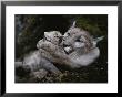 Mother Mountain Lion, Felis Concolor, Grooms A Two-Week-Old Kitten by Jim And Jamie Dutcher Limited Edition Pricing Art Print