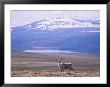 Caribou (Rangifer Tarandus) In The Alaska Range by Rich Reid Limited Edition Print