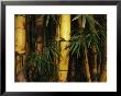 A Bamboo Thicket by Steve Winter Limited Edition Print