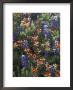 Paintbrush And Bluebonnets, West Of Marble Falls, Texas, Usa by Darrell Gulin Limited Edition Print