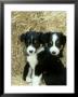 Border Collie Puppies, Sat Amongst Straw Bales by Mark Hamblin Limited Edition Print