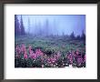 Foggy Alpine Meadow, Mt. Rainier National Park, Washington, Usa by Janell Davidson Limited Edition Pricing Art Print