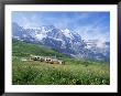 Jungfrau Railway And The Jungfrau, 13642 Ft., Bernese Oberland, Swiss Alps, Switzerland by Hans Peter Merten Limited Edition Print