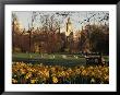 Daffodils In St. James's Park, With Big Ben Behind, London, England, United Kingdom by I Vanderharst Limited Edition Print