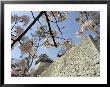 Matsuyama Castle, Spring Cherry Blossoms, Matsuyama City, Ehime Prefecture, Shikoku Island, Japan by Christian Kober Limited Edition Print