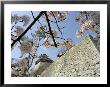 Matsuyama Castle, Spring Cherry Blossoms, Matsuyama City, Ehime Prefecture, Shikoku Island, Japan by Christian Kober Limited Edition Print