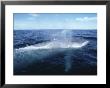 Blue Whale, Blowing, Sea Of Cortez by Mark Jones Limited Edition Print