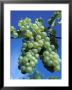 Chardonnay Grapes Hanging On Vine by Fogstock Llc Limited Edition Print