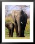 Mother And Calf Elephants (Loxodonta Africana), Moremi Wildlife Reserve, Botswana by Andrew Parkinson Limited Edition Print