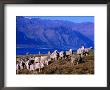 Lake Hawea Merino Sheep, Southern Alps, New Zealand by John Banagan Limited Edition Print