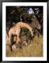 Giraffe And Zebra In Safari, Inner Delta, Pom Pom Camp Okavango Delta, Ngamiland, Botswana by John Borthwick Limited Edition Print