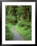 Quinault Rainforest, Olympic National Park, Washington, Usa by Rob Tilley Limited Edition Print