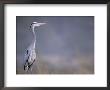 Great Blue Heron by Georgienne Bradley Limited Edition Print