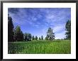 Ponderosa Pines And Meadow, Elk Ridge, Manti-Lasal National Forest, Utah, Usa by Scott T. Smith Limited Edition Print