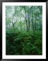 Forest Ferns In Misty Morning, Church Farm, Connecticut, Usa by Scott T. Smith Limited Edition Pricing Art Print