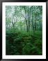 Forest Ferns In Misty Morning, Church Farm, Connecticut, Usa by Scott T. Smith Limited Edition Print