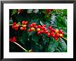 The Red Coffee Cherry, Arabica Typica, Honaunau, Hawaii (Big Island), Hawaii, Usa by Ann Cecil Limited Edition Pricing Art Print