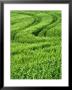 Track In Green Spring Wheat Field, Palouse, Washington State, Usa by Terry Eggers Limited Edition Print