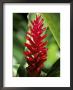Reine De Malaise Flower At The Balata Botanical Gardens, Martinique, West Indies by Yadid Levy Limited Edition Print