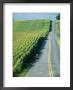 A Woman Jogs Down A Country Road Alongside A Field Of Corn by Skip Brown Limited Edition Pricing Art Print
