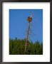 A View Of An American Bald Eagles Nest by Paul Nicklen Limited Edition Print