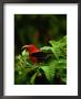 View Of An I Iwi Bird On Akala Or Hawaiian Raspberry by Chris Johns Limited Edition Print