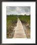 Mangroves In Lucayan National Park, Grand Bahama Island, Caribbean by Walter Bibikow Limited Edition Print