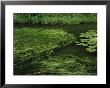 Marsh Grasses And Pond Lilies, Isa Lake On The Continental Divide by Raymond Gehman Limited Edition Print
