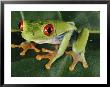 Close-Up Of A Tree Frog by Paul Zahl Limited Edition Print