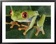 Close-Up Of A Tree Frog by Paul Zahl Limited Edition Pricing Art Print