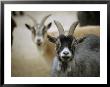 A Pair Of Domestic Goats, Capra Hircus Hircus by Joel Sartore Limited Edition Print